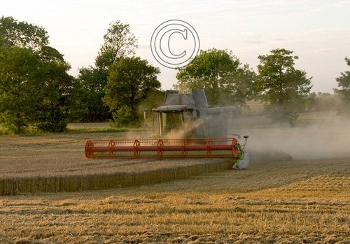 Combining Wheat DM1252